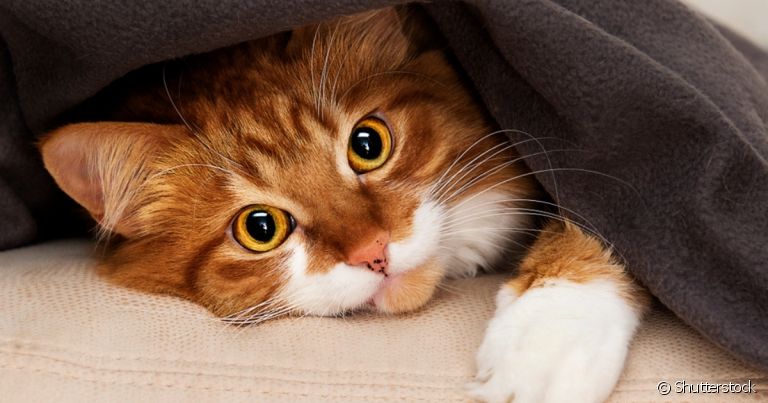 Os sinais de gato nem sempre são claros, mas aprender a reconhecer as expressões faciais felinas faz muita diferença