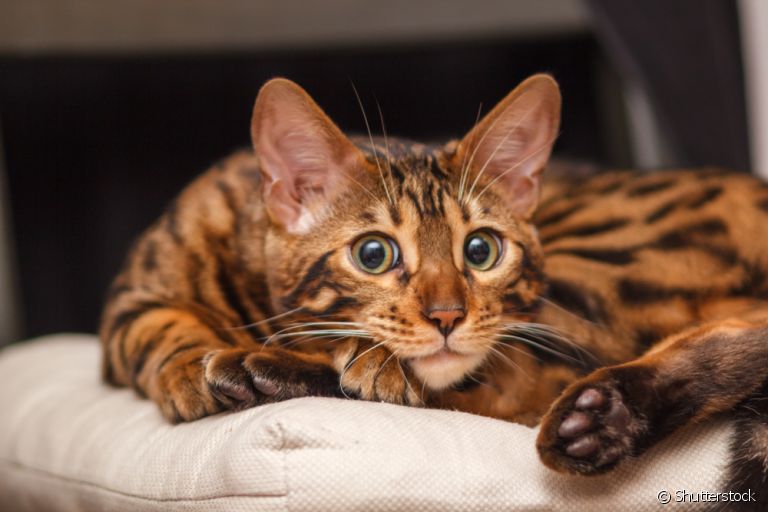 O gato Bengal tem um lado "selvagem" por conta do seu parentesco com os leopardos