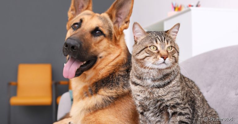 A depressão em gatos e cachorros costuma estar relacionada ao estresse provocado por questões externas que impactam a rotina deles