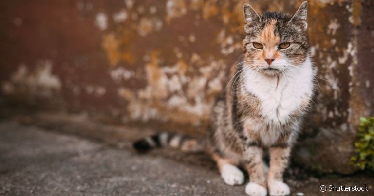 Gato idoso: comportamento não é a única mudança que ocorre com avanço da idade