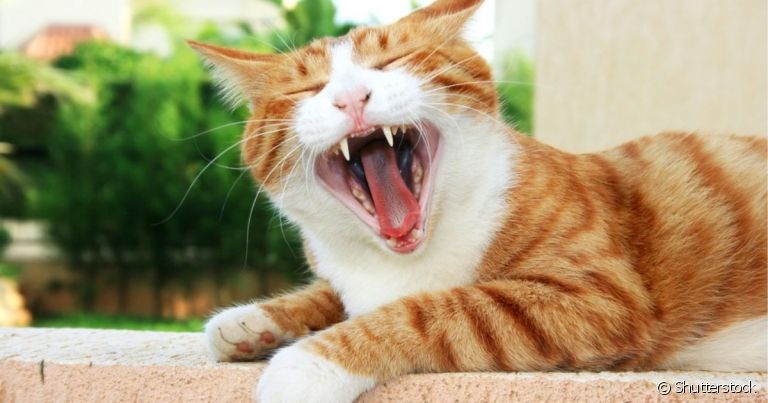 O gato troca de dente a partir dos três meses de vida em um processo que muitas vezes não percebemos