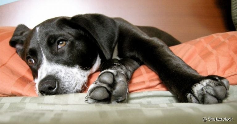 A giardíase canina é uma doença parasitária que pode levar o pet à morte se não for bem tratada
