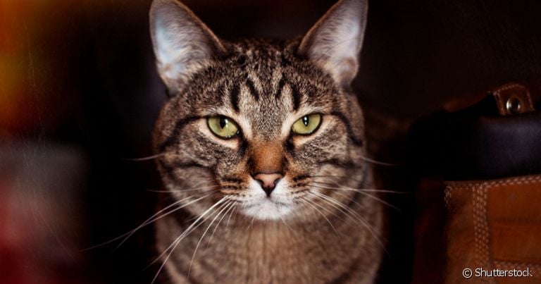 A idade de gato pode ser calculada de forma simples