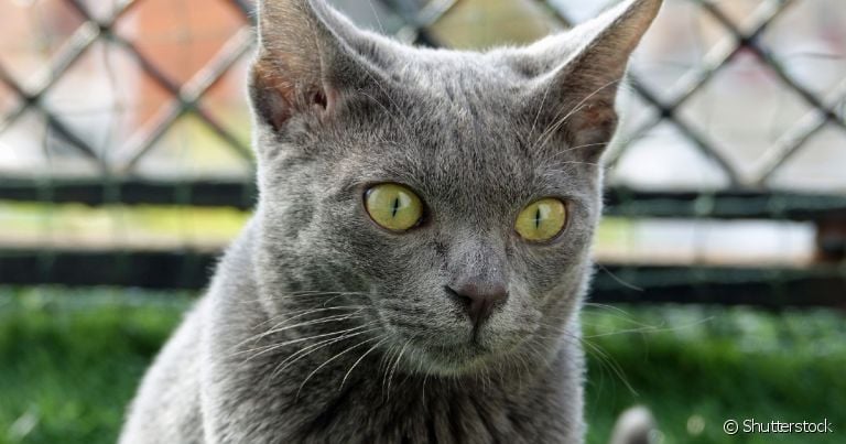 Korat: gato une a beleza a uma personalidade apaixonante