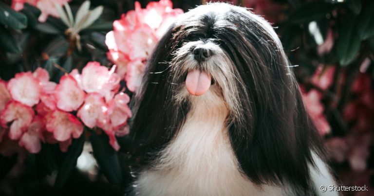 O Lhasa Apso é um cão de guarda em tamanho miniatura que faz muito sucesso