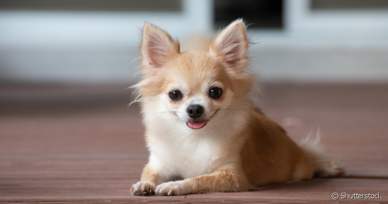 Qual é o menor cachorro do mundo? Os tamanhos dos recordistas são impressionantes!