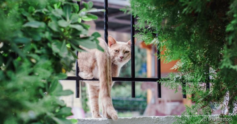 "Meu gato sumiu": descubra os motivos do comportamento e o que fazer para encontrá-lo