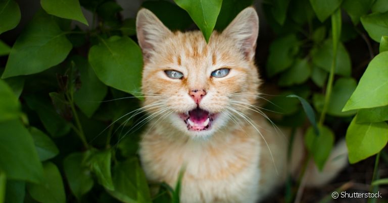 O miado de gato pode ter diferentes significados
