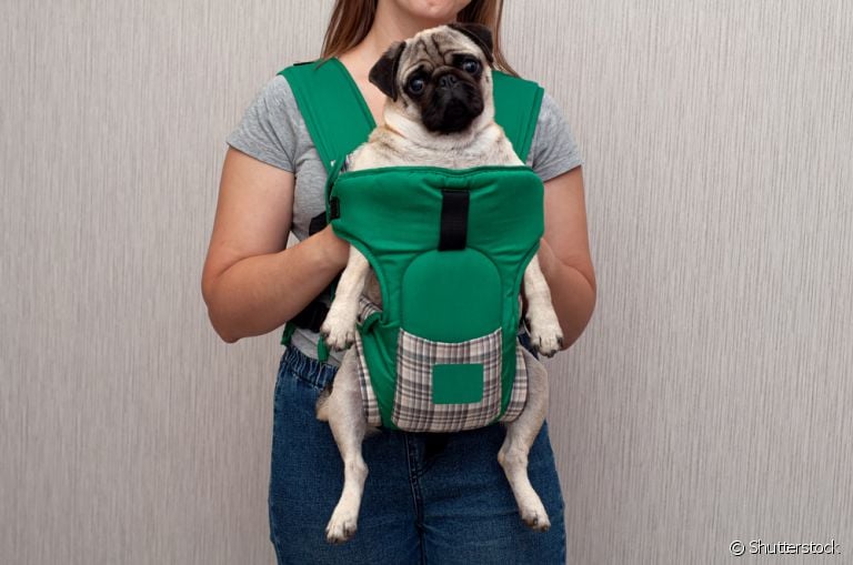Mochila para transporte de cachorro: modelo canguru é uma boa opção