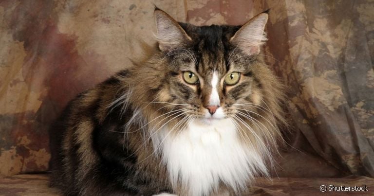 O Norueguês da Floresta é um gato grande, elegante e bem peludo. Saiba mais sobre a raça