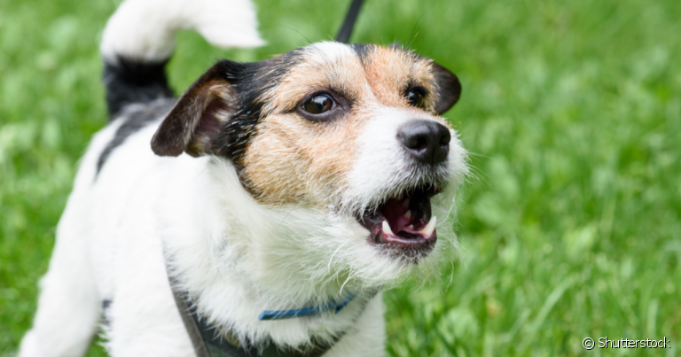 Qual o som que o cachorro faz? Latidos, rosnados e uivos sempre têm um significado