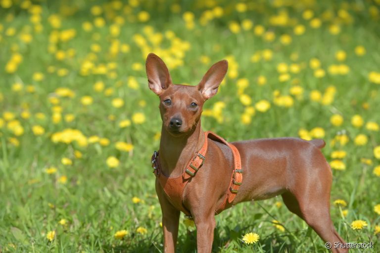 O Pinscher é uma ótima companhia dentro de casa por conta do seu jeito brincalhão e leal à família