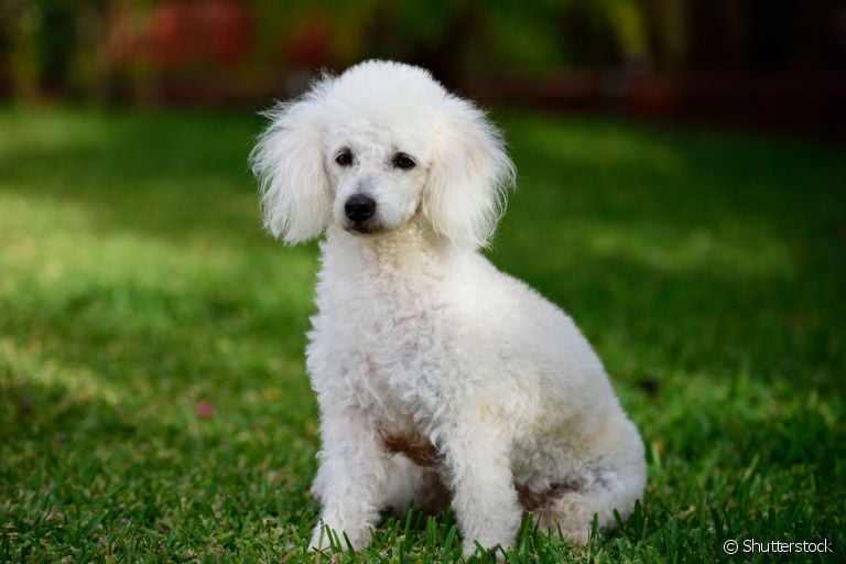  O filhote de Poodle é a companhia perfeita para qualquer família 