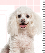 Poodle: veja o infográfico e conheça todas as características da raça de cachorro