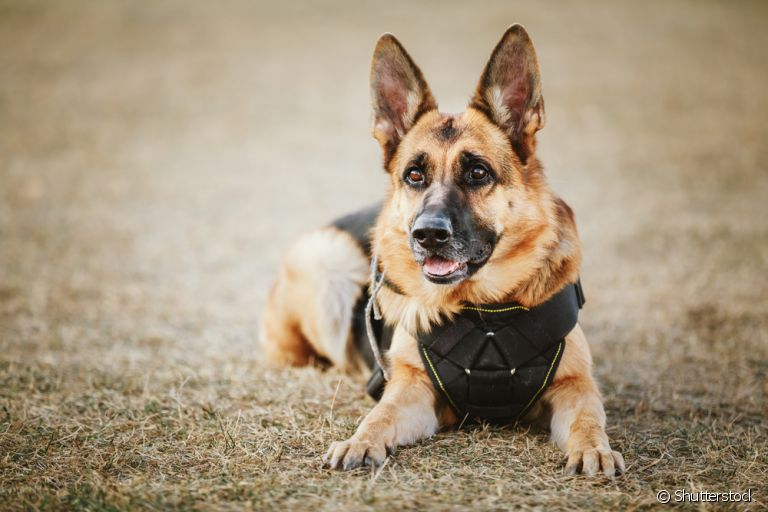 Raça de cachorro policial, guia, terapeuta... os cães podem ter diversas profissões!