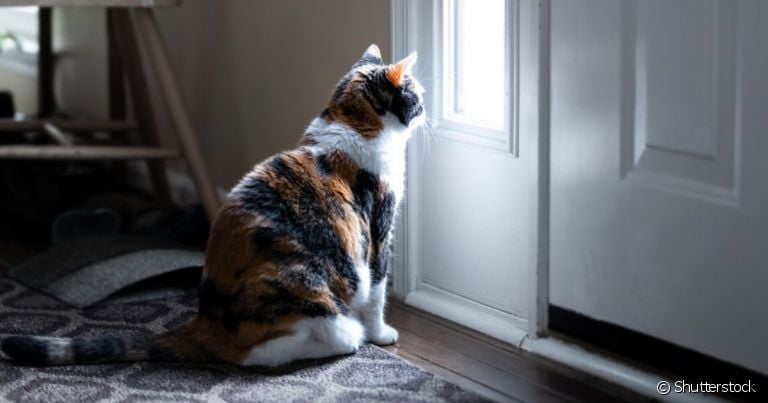Idade do pet é um fator importante para determinar quantos dias um gato pode ficar sozinho
