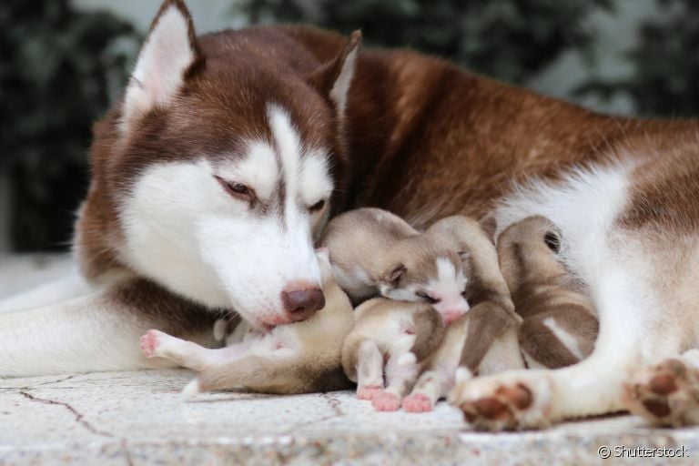 Para saber quantos filhotes um cachorro pode ter é importante considerar o porte e idade do animal