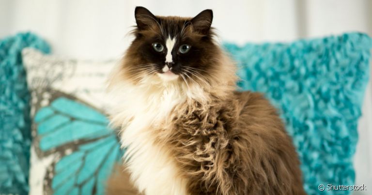 A raça Ragdoll é conhecida por serem felinos gigantes, peludos e brincalhões! Vai dizer que não dá vontade de apertar?