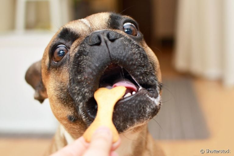 Antes de fazer a receita de biscoito para cachorro, veja se os ingredientes são liberados para o pet