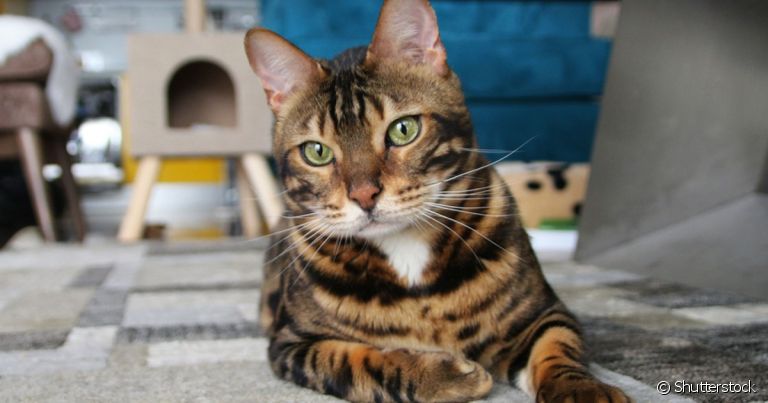 Gato vomitando é um sintoma comum de várias infemidades