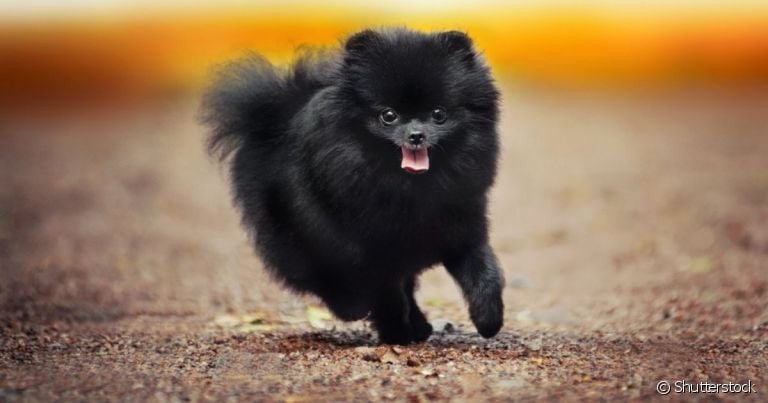 O Lulu da Pomerânia preto possui uma pelagem rara e marcante que é impossível não se apaixonar