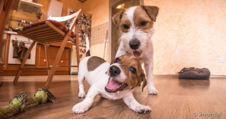  Como tirar foto de cachorro: aproveite as brincadeiras dentro de casa para fazer fotografias 