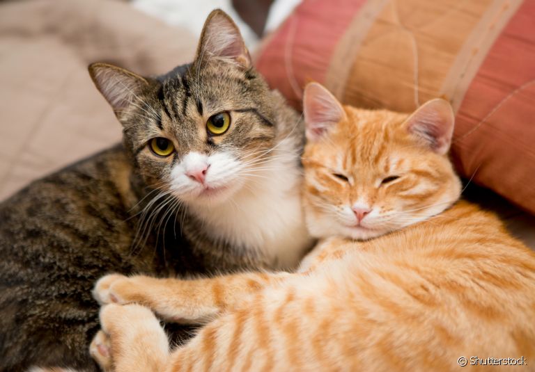 Cores de gato: sabia a cor do pelo do gato pode determinar alguns padrões comportamentais dele?