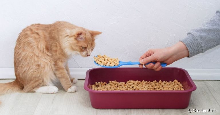 Para escolher a melhor areia para gato é preciso levar em conta vários aspectos