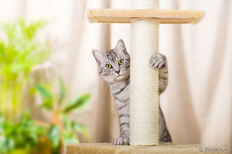 O arranhador para gatos vai além de um brinquedo: ele é uma forma de garantir o bem-estar do seu pet
