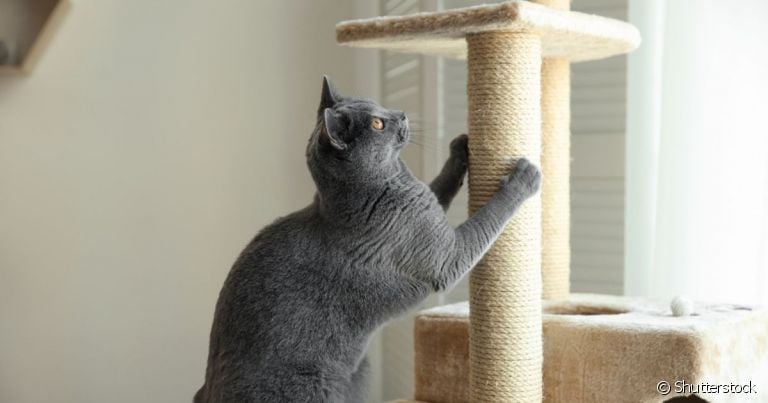 O arranhador para gatos estimula os instintos e traz benefícios para a saúde do animal