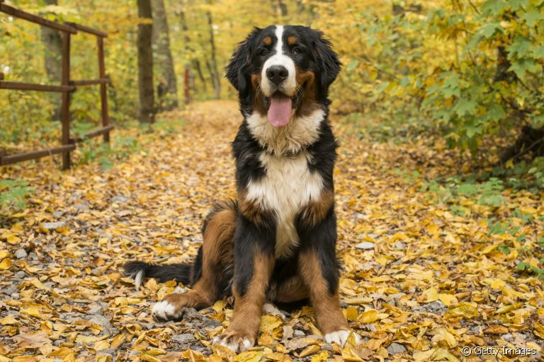 O Boiadeiro de Berna (ou Bernese Mountain Dog) é um ótimo companheiro de quatro patas. Saiba mais sobre a raça!