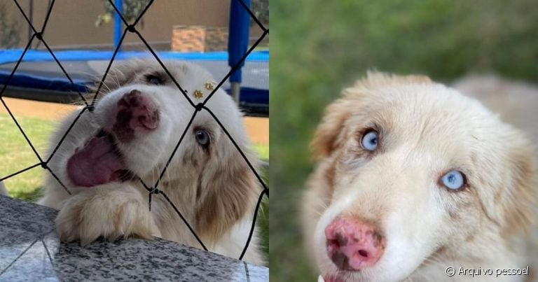 A Maya é uma Border Collie 'red merle' cheia de carisma e apaixonada pela família!