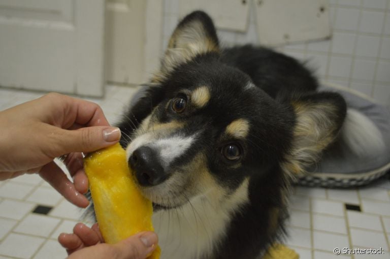 O cachorro pode comer manga, desde que o alimento seja preparado da maneira certa