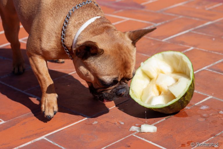 O melão para cachorro promove vários benefícios para a saúde do pet