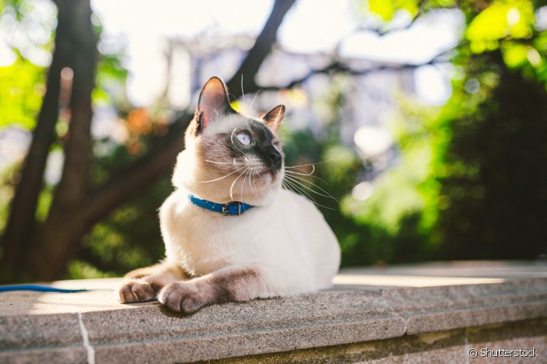 A coleira de gato faz toda a diferença para garantir a segurança do seu felino
