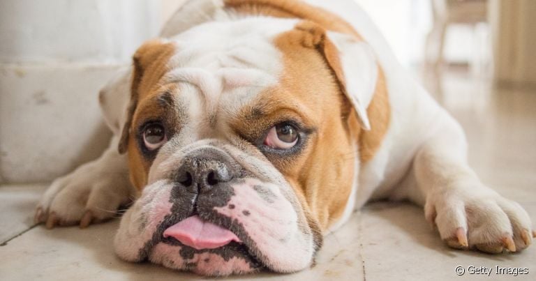 O cachorro Bulldog Inglês é muito popular, mas será que você conhece tudo sobre a personalidade da raça?