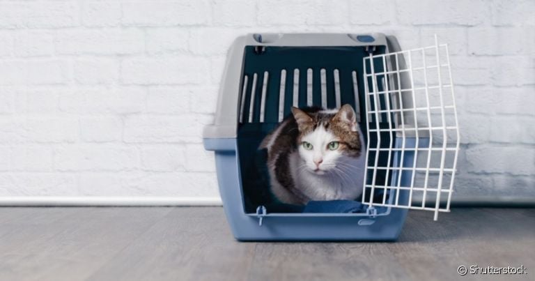 A caixa de transporte para gatos precisa ter um espaço interior grande o suficiente para o pet se movimentar