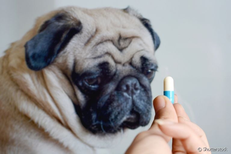O corticoide para cachorro pode ser usado para tratamentos de vários problemas, mas deve ter acompanhamento contínuo
