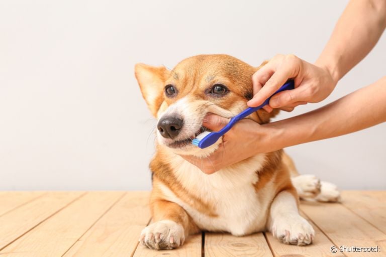 Creme dental para cachorro: um produto essencial para cuidar da saúde bucal do seu pet