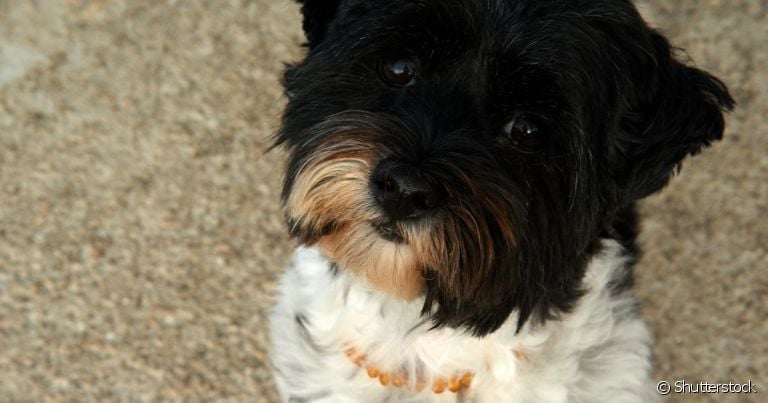 A dirofilariose em cães é uma doença perigosa e silenciosa 