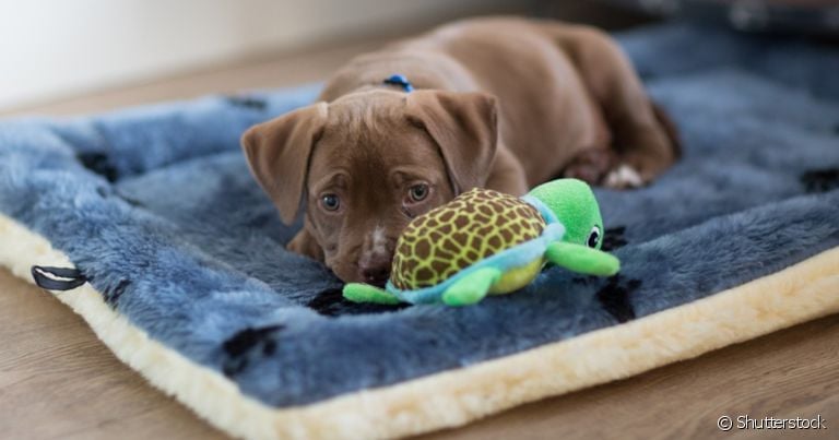 O que fazer para filhote de cachorro parar de chorar: conheça as principais dicas! 
