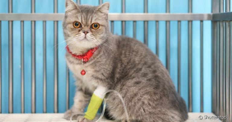A fluidoterapia em gatos é um tratamento capaz de promover a hidratação em gatos com perda de água no organismo