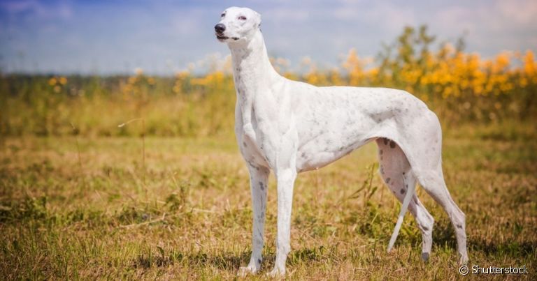 O Galgo Inglês é um cachorro famoso por suas pernas longas e alta velocidade