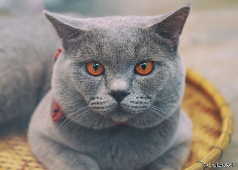  Conheça mais sobre o Chartreux, essa raça de gato cinza dócil e amorosa! 