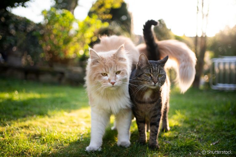 O gato com FIV precisa de uma série de cuidados ao longo da vida, especialmente se conviver com outros felinos