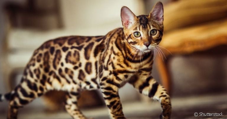 O Gato Bengal é uma raça que parece um leopardo por suas manchas pelo corpo