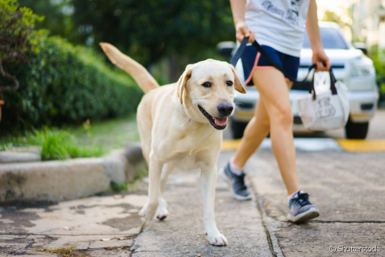 A guia para cachorro facilita bastante os passeios com o seu pet