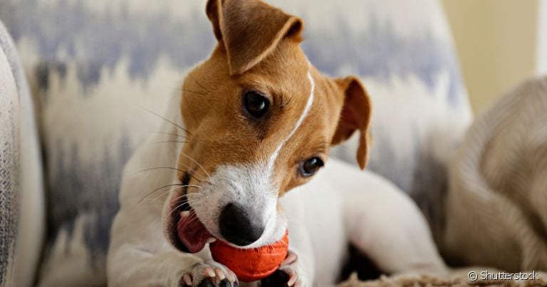 Jack Russell Terrier: saiba tudo sobre esse cãozinho pequeno e cheio de energia