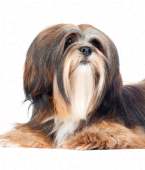 Lhasa Apso: veja o infográfico e conheça todas as características da raça de cachorro
