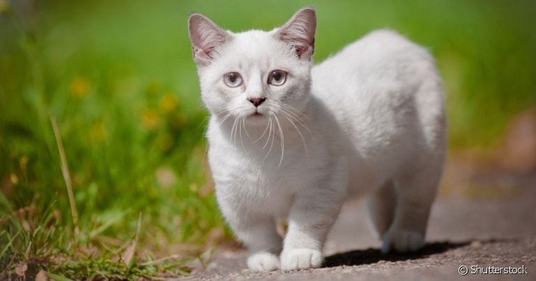 O Munchkin é inconfundível: as patinhas curtas e coluna alongada são marcas registradas dessa raça de gato!